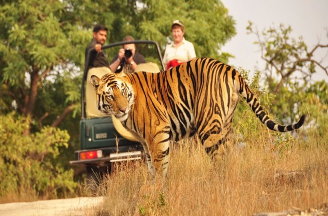 Ranthambore Tiger Tours with Pushkar